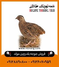 فروش جوجه بلدرچین